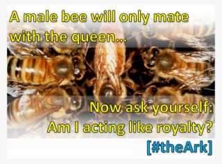 Queenbee - Pheromones Of Social Bees [book] #5597293