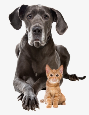 Dog And Cat Transparent Background #560659