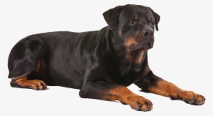 Dog Sitting Png Download - One Large Pet Cooling Gel Mat #560724