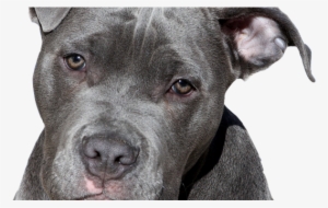 Long Does Pit Bulls Live #560757