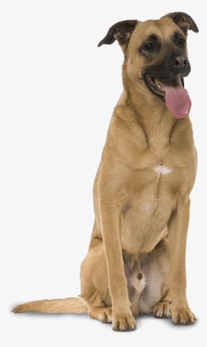 Benji Was A Pretty Amazing Mutt, Always There To Help - Mongrel #560837