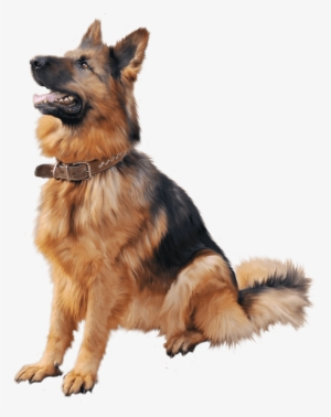 Dog Training Louisville - German Shepherd Dog Png #560842