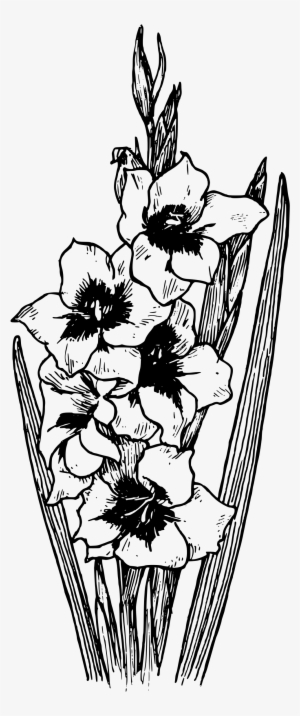 Black And White Flowers Clip Art Png Image - Drawing Of Gladiolus Flowers #560861