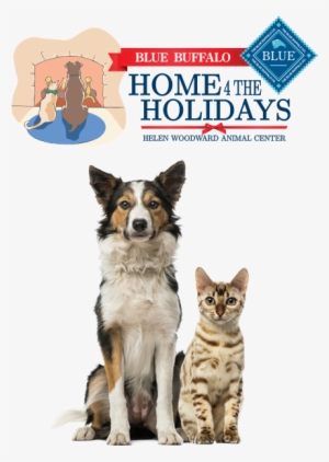 3 Million Dogs And Cats Slept Soundly This Past Holiday - Blue Buffalo Home For The Holidays #561028