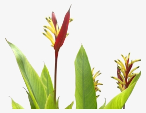 Heliconia Psittacorum - Tropical Plants Flower Png #561045