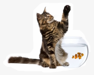 Different Types Of Pets #561144