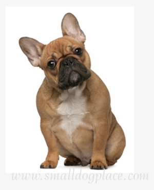 Blissful Dog Black Masked Fawn French Bulldog Nose #561199 Blissful Dog Black Masked Fawn French Bulldog Nose #561199