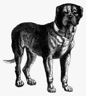 Clipart Black Mastiff Dog - Vintage Dog Illustration Transparent #561264