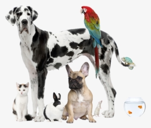Dogs, Cats, Birds And Fish - Health And Safety In Pet Shops #561267