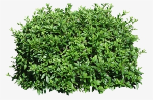 Visit - Fortnite Bush Transparent Background #561302