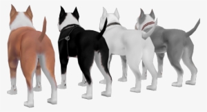 [req] Pitbull Dog - Old English Terrier #561393