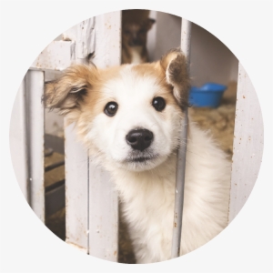 Reduce Pet Homelessness - Miss Mollies Rescue Dogs #561418