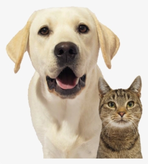 Dog-cat - Dog Yawns #561519