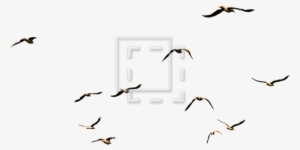 Flock Of Sea Birds - Seagulls Photoshop #561829 Flock Of Sea Birds - Seagulls Photoshop #561829