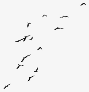 Birds Png - Flock #561917 Birds Png - Flock #561917