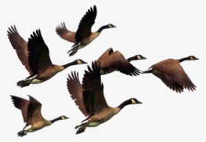 The Canada Goose Bird Duck - Flock Of Geese Png #561949 The Canada Goose Bird Duck - Flock Of Geese Png #561949