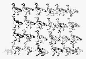 Bar Head Goose Walk Frame By Frame Animation Elephant - Geese Walking Cycle #562018