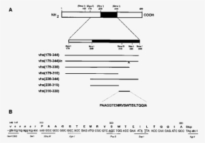 Schematic Representation Of The Hsv 1 Vhs Gene And - Schematic #562043