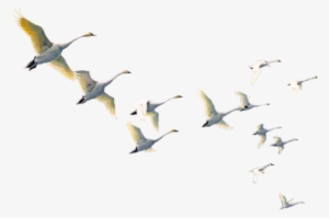 Oiseaux,birds,png - Northern Gannet #562182