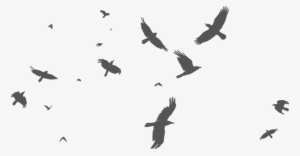 Birds - Stock Photography #562252