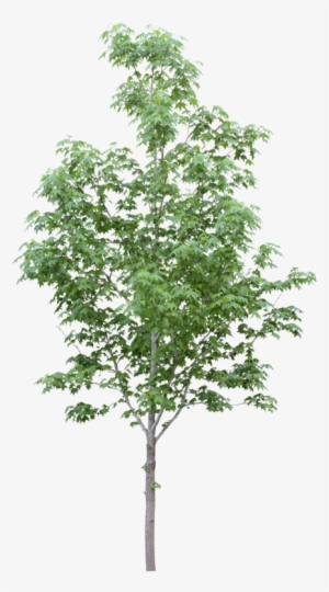 Tubes Arbres Et Verdures - Free Image Of Tree #562368