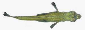 Stickleback-topview - Fish Top View Png #562383