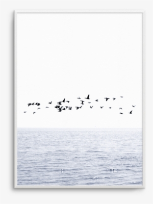 Atlantic Pt Atlantic Pt - Seabird #562482