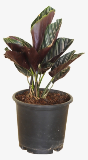 Calatheas #562512