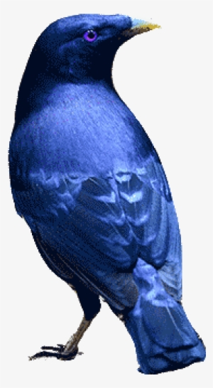 Satin Bowerbird - Boat Tailed Grackle #563126