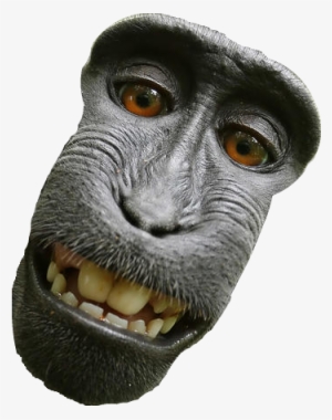 Snout - David Slater Monkey #563715