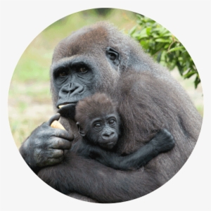 The International Tree Foundation And Its Local Partner - Mother Gorilla #563928