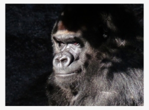 Gorilla #564128
