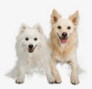 Media - Dog Groomer #564129