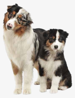 Australian Shepherd Png #564298