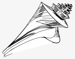 Sand Dollar Clipart Hostted - Conch Shells Black And White #564407