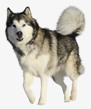 Husky Png Hd Quality - Alaskan Malamute #564517