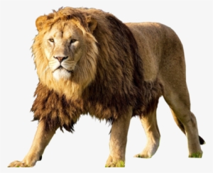 Lion Png Images Download - Lion Psd #564524