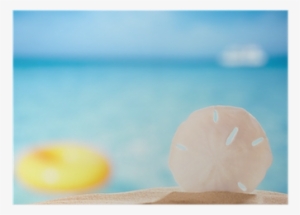 Sand Dollar Shell On Sea Beach Background Poster • - Sand Dollar #564752