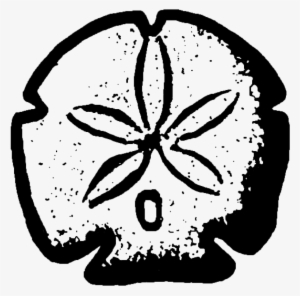 1sand Dollar #564890