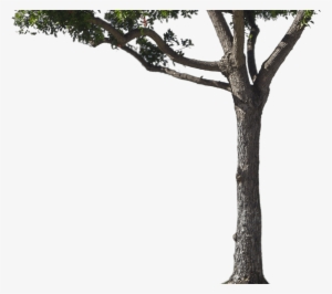 About - Tree #564893