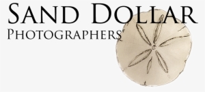 Sdp Logo2 800 300 Alpha - American Paint Horse #564895