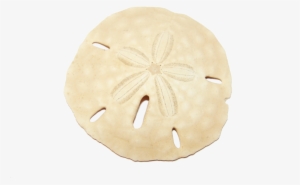 Sanddollar « Biodanza - Seashell #564920