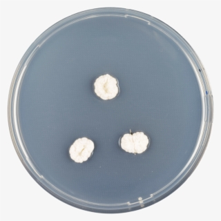 Aspergillus Ambiguus Cya - Jellyfish #564942