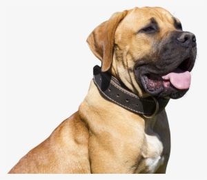 Dog Png - Png Images Hd Of Dogs #564969