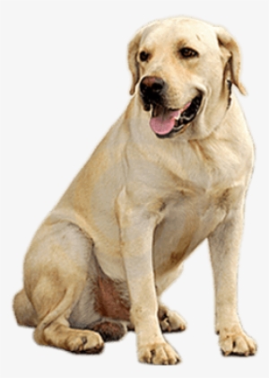 Golden Retriever Dog - Dog Transparent #565632