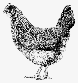 Keep In Touch - Rooster #565760
