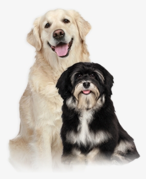 We Have Not Tried Natural Planet On Our Old Yellow #565954