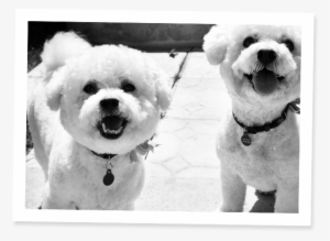 We Love Dogs - Loves Dogs #566155