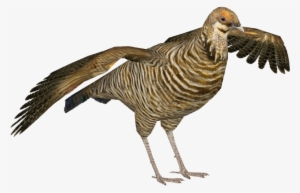 Heath Hen F - Tragopan Zt2 #566625