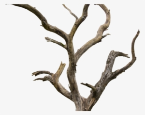 Dead Tree Clipart Tree Trunk - Dry Tree Png #566771